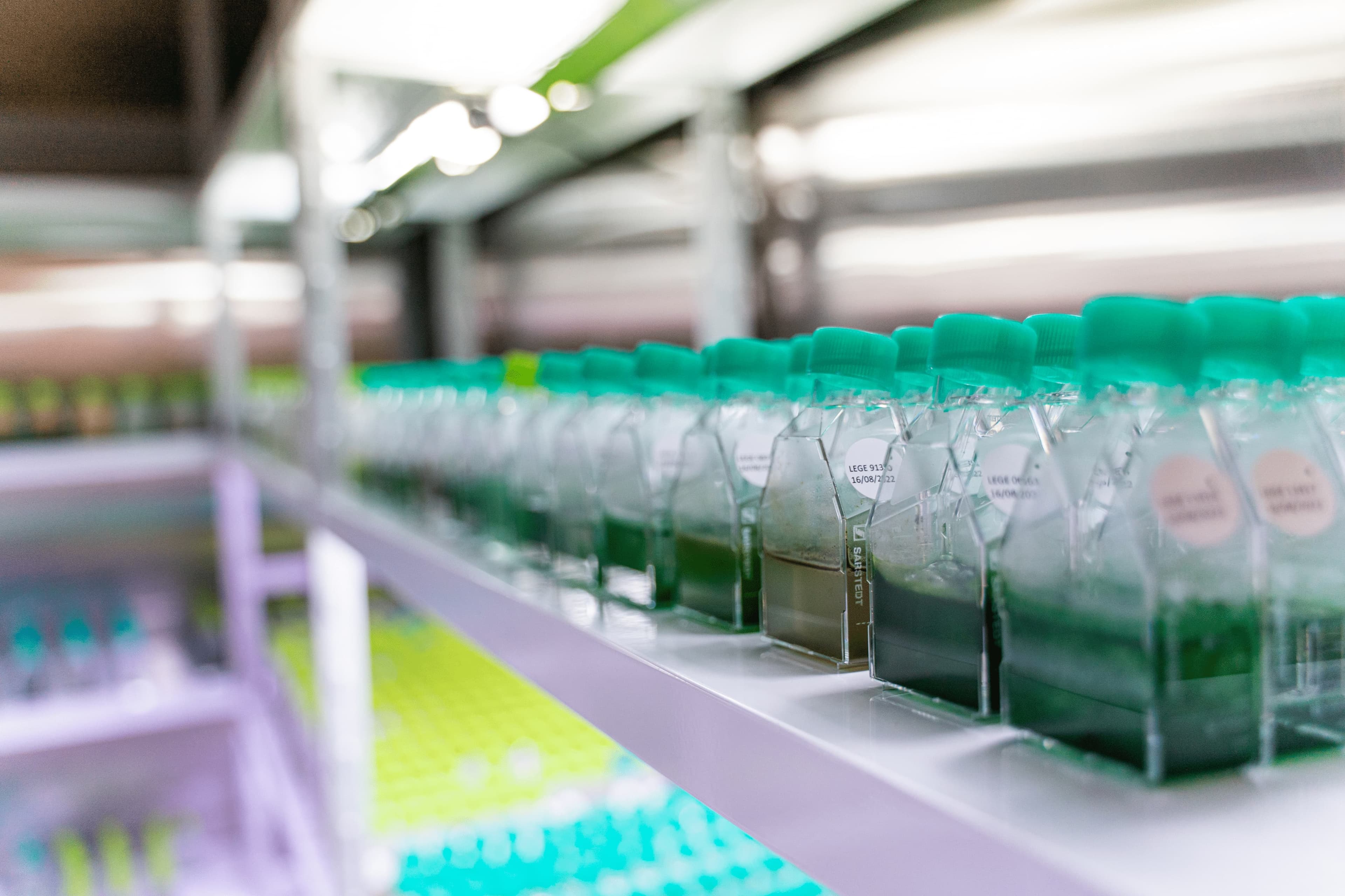 Rows of small lab containers filled with green liquid on a shelf.